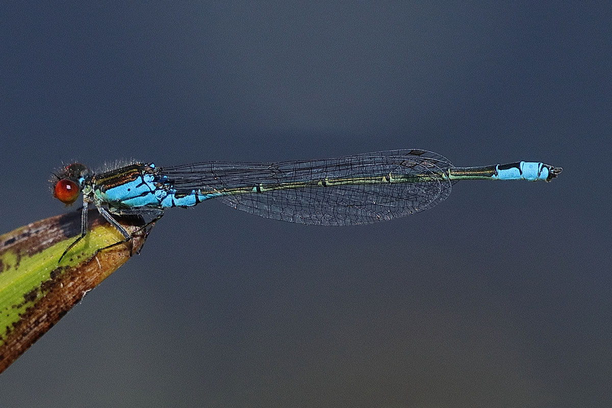 Erythromma_viridulum